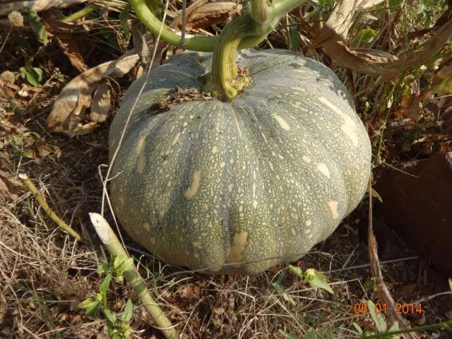 kumɖa