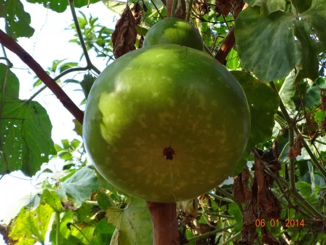 ntãũ (ntoŋ)