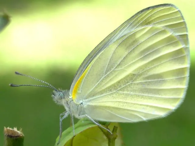 tʰulwoetʰnelaʔpop