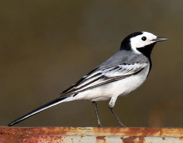 kabri-li-ti-pujg