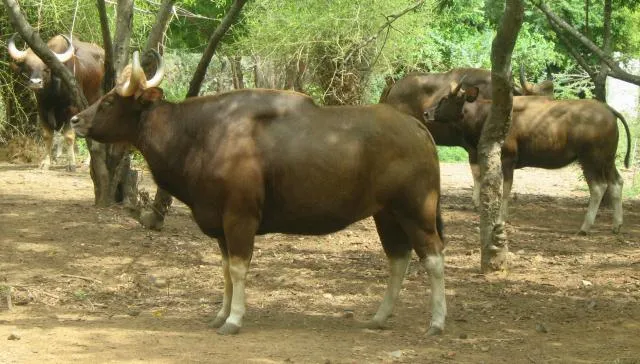 gonɖa:nebunʈi