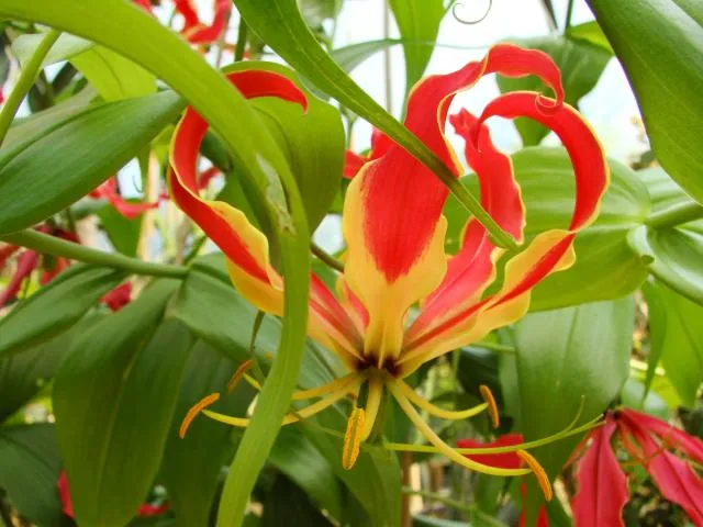 lili-sar