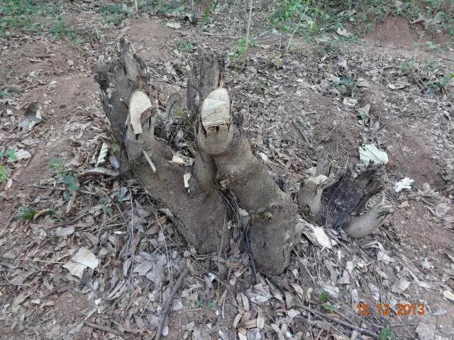kugɖaŋ