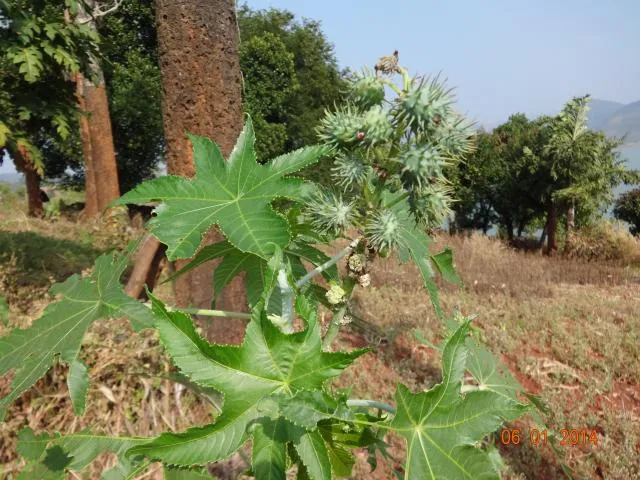 kintili