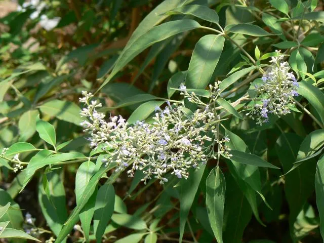 kʰarwalipa