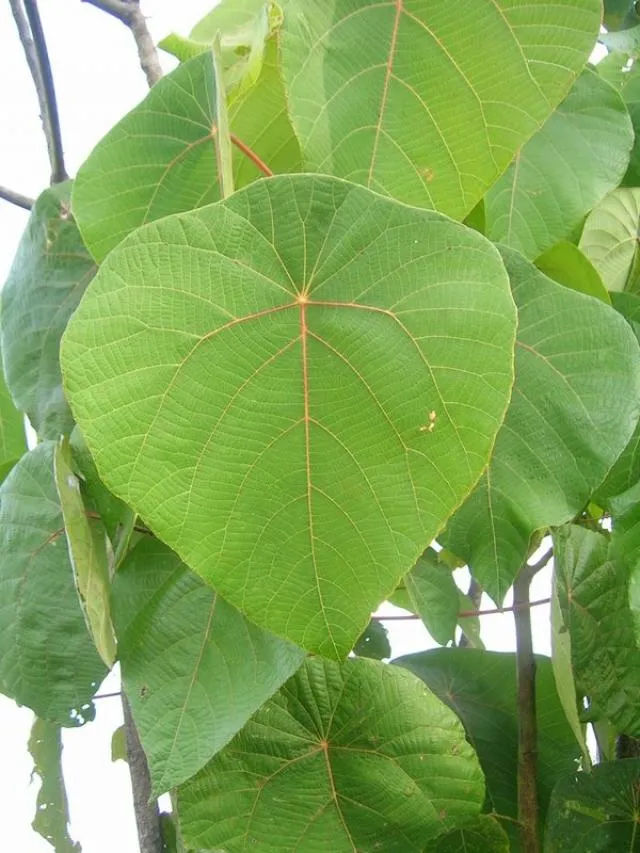 kʰorsalicʰucʰuiɽe