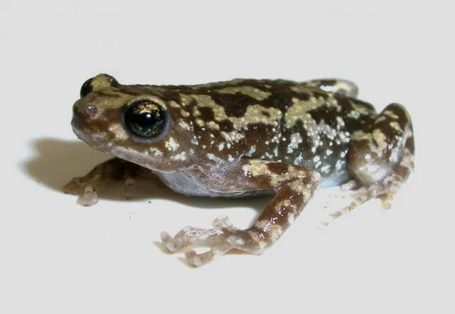 mundiurladi