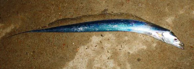 gecʰuiha: