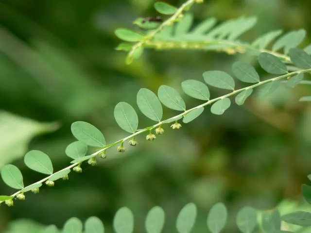 gralocʰoe