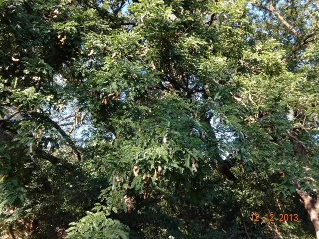 ntiŋ-tʃojʔ