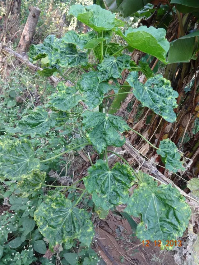 dumbadʒara
