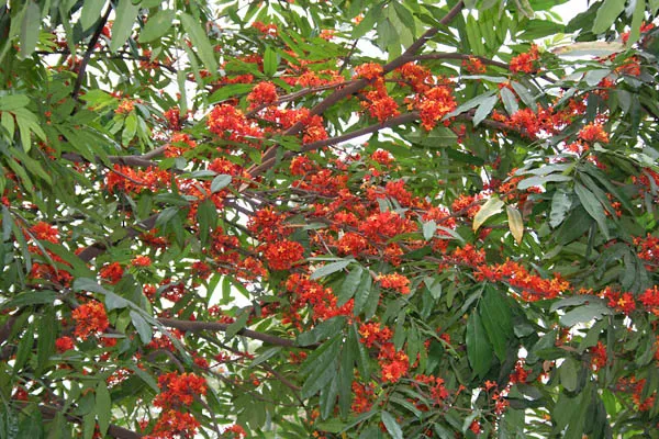 oso(kʰo)sula
