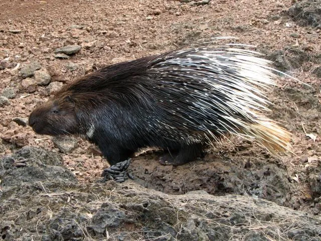 gecʰaiŋ