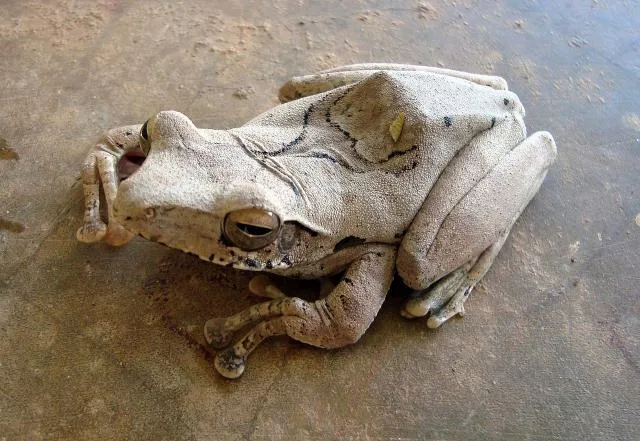 tloekʰoɽodi