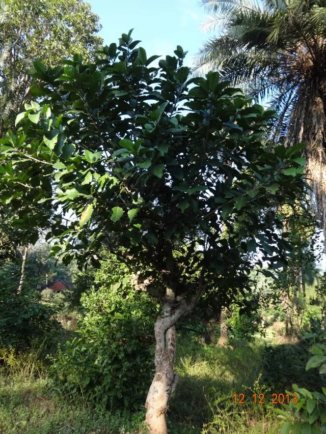 korsa-li