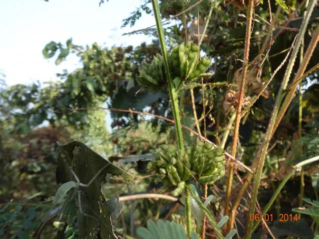 naŋra bitu