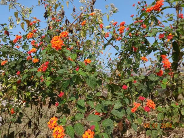 latʃkuri-sar
