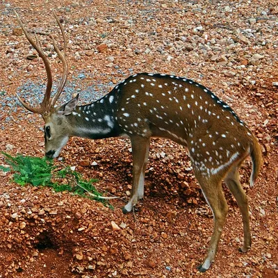 kabrahela