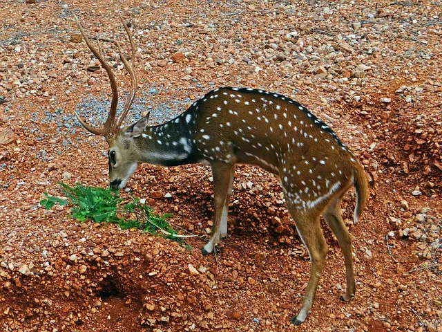 kabrahela