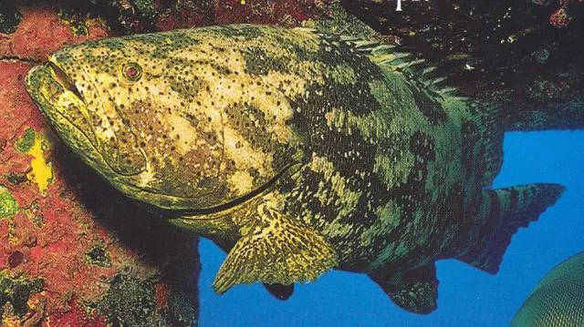 kabra=tǝnǝ haʔ-ɽeʔ