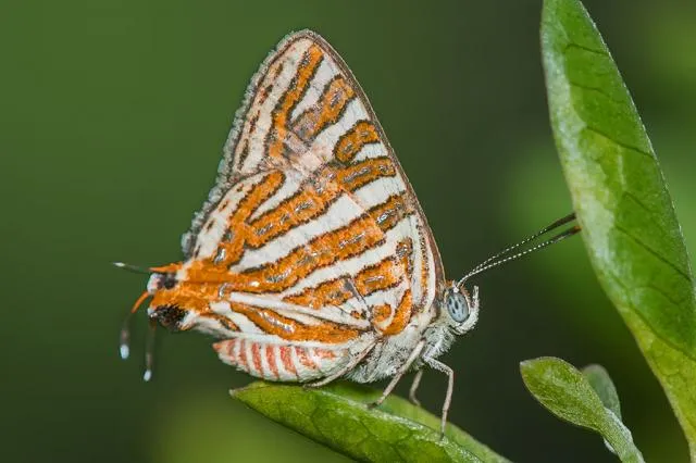 pulatʰnelaʔpop