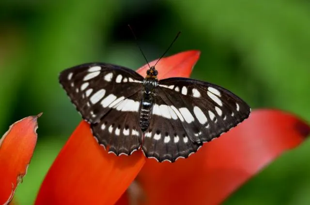 cʰitʰulwoetʰnelaʔpop