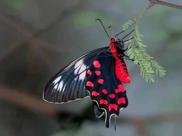 hrepʰulatʰnelaʔpop