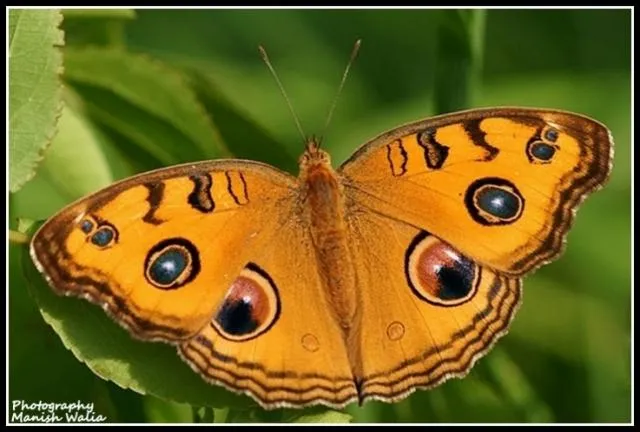 mmoʔ sǝgo ke:=tǝnǝ nlaʔ-pog