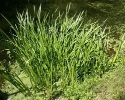 asa-ku-mu-ne nlaʔ