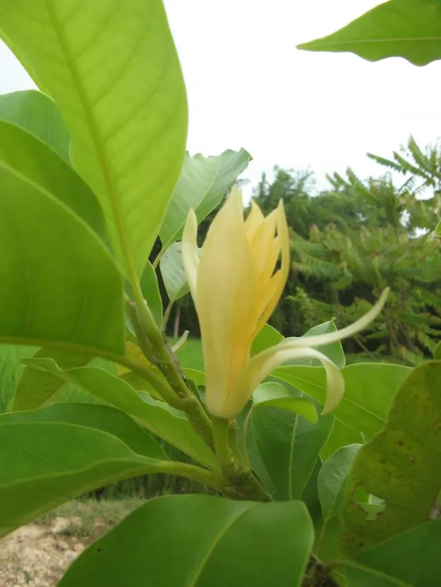 cʰompasari