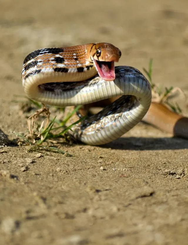 mondeʔbo