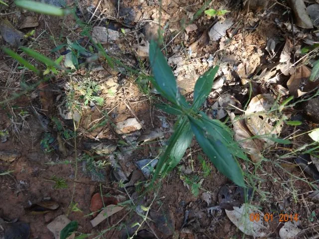 parpati