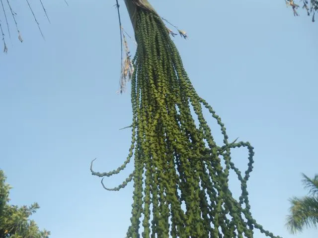 sapʰoŋsula