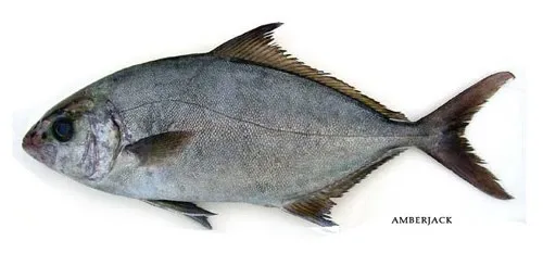 ɖurga(ʔ) puʈi-haʔ