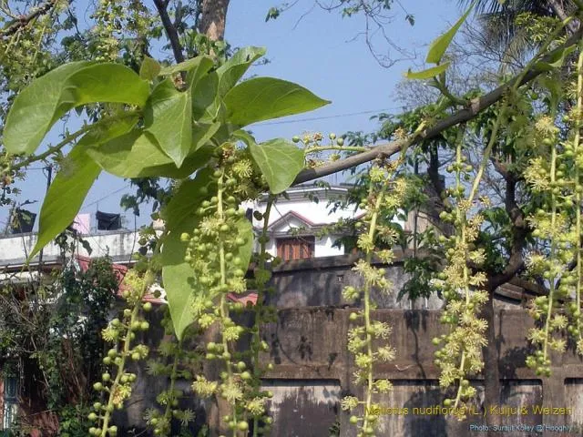 bor-lo(ʔ) sǝlaʔ sari-ɽæ