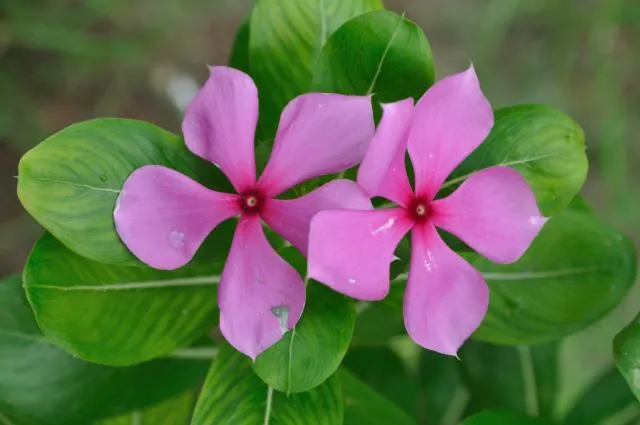 buɖrasar