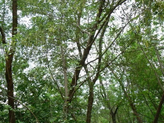 mõʔsulaʔ