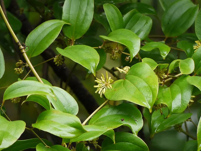 komba-læ-li