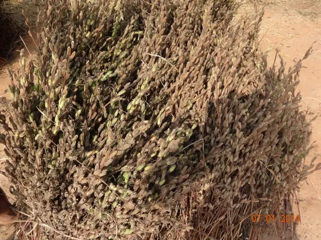rasi