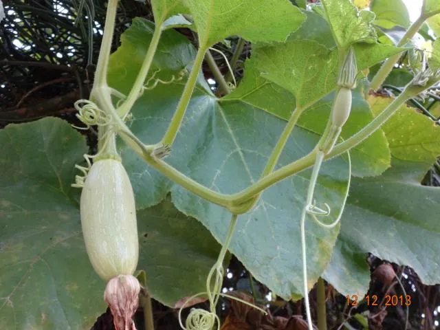 kumbra surnujg læʔ=tɛ