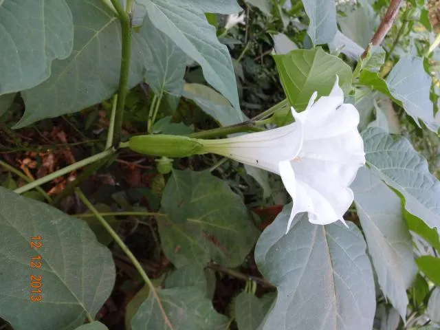 omoro pulo