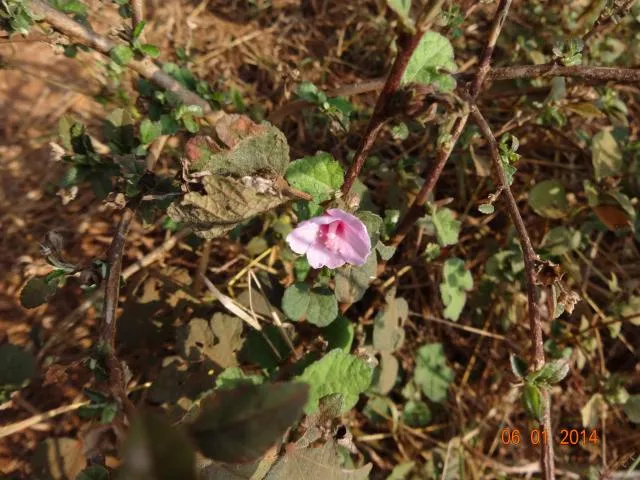 katika