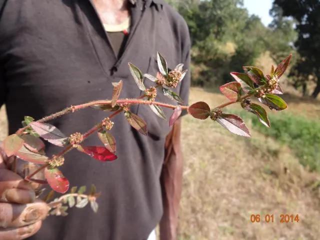 kban-lug-tʃeʔ