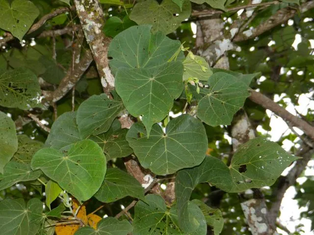 ɖalaŋbo