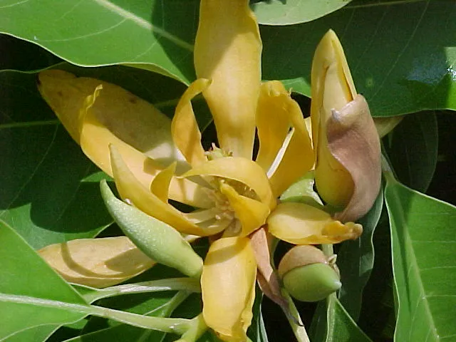 tʃompa sari