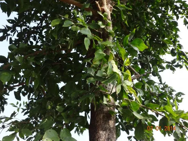 gutug sǝlaʔ