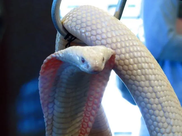 beʔmõʔ(k)ŋaŋg ~ beʔmõmaʔlabo