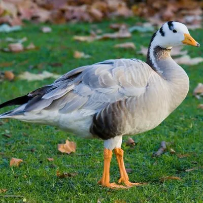 õsrali