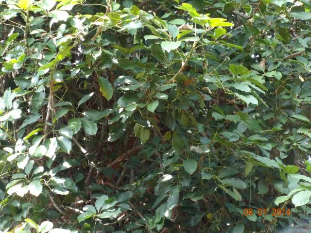 pulwuri sǝlaʔ
