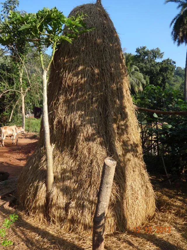 pial trẽ